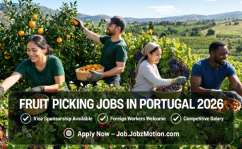 Foreign workers harvesting fruit on a Portuguese farm representing Fruit Picking Jobs in Portugal 2026.